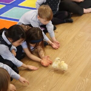 chicks in reception class