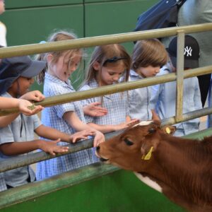 students feeding cows